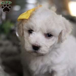 Tiny-Noelle, Bichon Frise Puppy